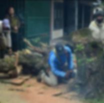 Tragedia en Jujuy: Podaban un árbol y le cayó un tronco en la cabeza, murió en el acto