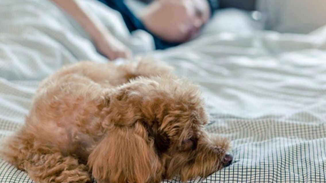 Alertan sobre los peligros de dormir con mascotas: Quieren prohibirlo 
