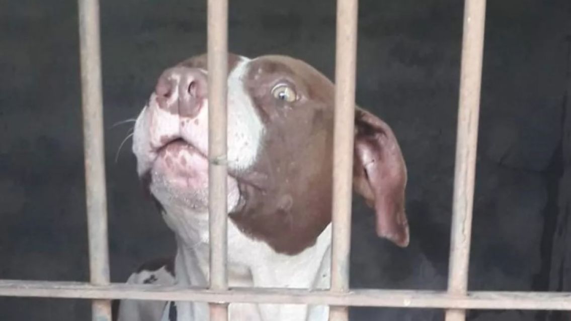 Un pitbull le arranc� la cara a un juje�ito: As� fue el terrible ataque