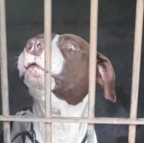 Un pitbull le arrancó la cara a un jujeñito: Así fue el terrible ataque