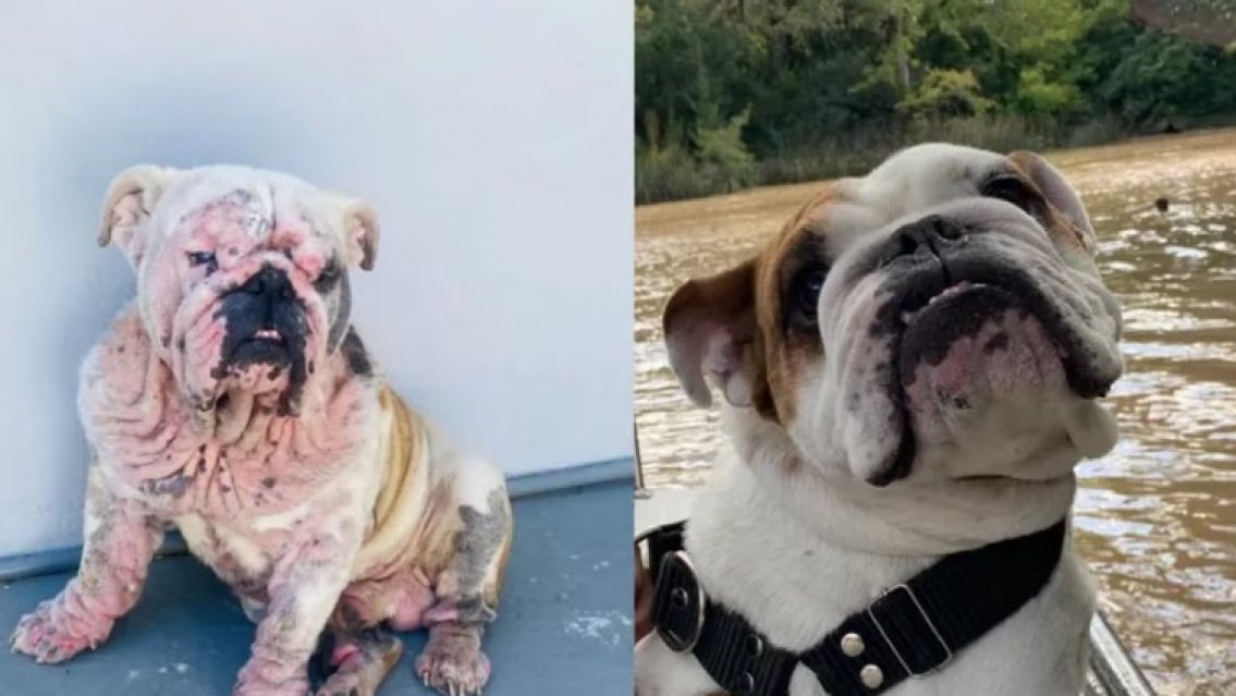 Regalan perros bulldog ingl�s: "Es muy caro mantenerlos"