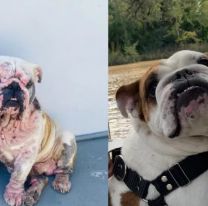 Regalan perros bulldog inglés: "Es muy caro mantenerlos"