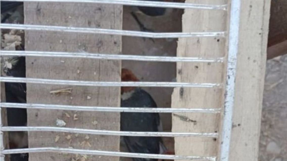 Inhumano: traficaban las cotorras de Jujuy y cayeron camino a Salta